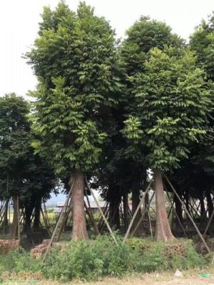 人面子報(bào)價(jià)-苗木花木價(jià)格查詢(xún)