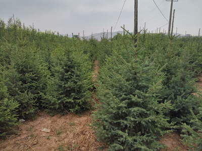 定西綠森苗木種植農(nóng)民專(zhuān)業(yè)合作社