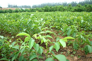 鄒各莊果品批發(fā)市場服務(wù)部