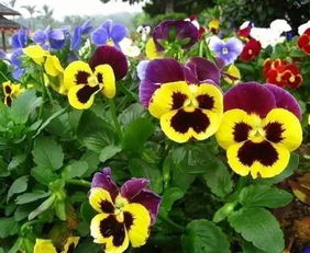 秋天也要芳香四溢,盤點適合在秋季種植的花卉