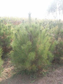 哪里能買到極好的油松樹苗 油松樹苗油松價(jià)格油松樹苗供應(yīng)