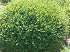 河北省定州市建衛(wèi)苗圃產品展示