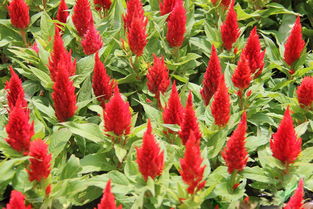 元磊花卉供應實惠的雞冠花 優(yōu)質雞冠花價格