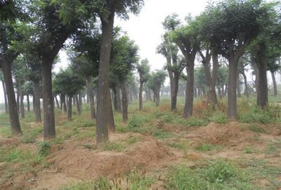 35公分國槐 35公分國槐價格_農副產品_世界工廠網