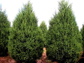 河南檜柏苗木基地 供應(yīng)檜柏苗木