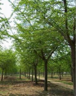 供應銀杏樹,山東銀杏樹,海峰銀杏苗木基地_紡織、皮革_世界工廠網(wǎng)中國產(chǎn)品信息庫