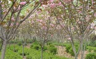 供應櫻花、喬木灌木、紫薇、廣玉蘭 沭陽苗木_農(nóng)副產(chǎn)品_世界工廠網(wǎng)中國產(chǎn)品信息庫