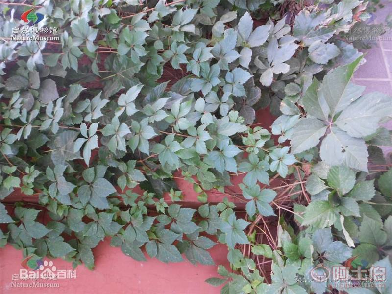 【遼寧五葉/三葉地錦 爬山虎小苗 新疆爬山虎 內(nèi)蒙三葉地錦哪里買】002,價格,廠家,供應商,花木,開原市富春苗木經(jīng)銷處 - 產(chǎn)品庫