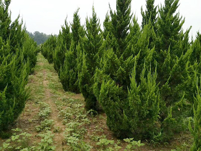 園林綠化平臺(tái)_綠化苗木供應(yīng)_綠化苗木求購信息_園林綠化苗木價(jià)格_園林信息化