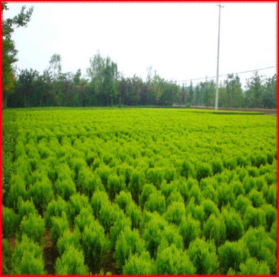 出售綠化苗木 灌木類【灑金柏】規(guī)格齊全 量大優(yōu)惠 花絡(luò)港灣出售 圖片_高清大圖 