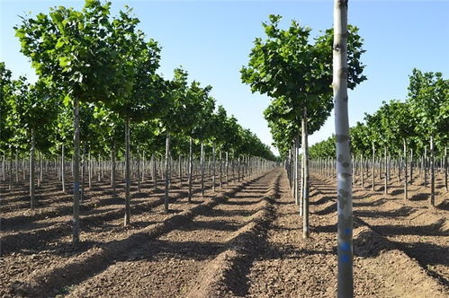 18公分速生法桐價(jià)格 速生法桐 鴻福苗木產(chǎn)品優(yōu)良