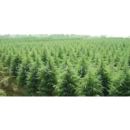 雪松,路雪松苗木,雪松風(fēng)景樹苗