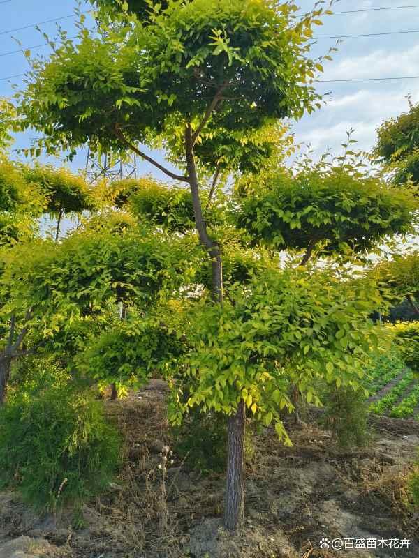 河北移栽造型金葉榆苗木,打造特色景觀,獲取專業(yè)報(bào)價(jià)