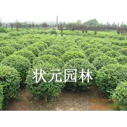 小葉女貞批發 小葉女貞供應 小葉女貞廠家 