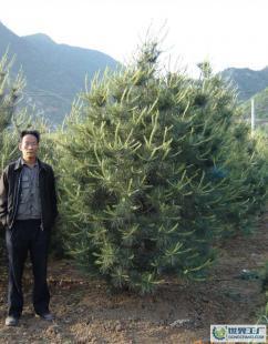 白皮松苗木價格_白皮松苗木廠家_世界工廠網(wǎng)產(chǎn)品信息庫