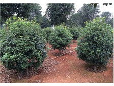 瀏陽柏湖苗木專業(yè)合作社產(chǎn)品展示