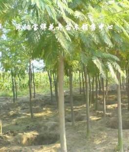 供應(yīng)綠化苗木:低價(jià)出售各種合歡、銀杏、廣玉蘭等_農(nóng)副產(chǎn)品_世界工廠網(wǎng)中國產(chǎn)品信息庫