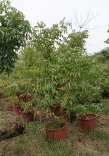 楊桃 喬木綠化苗木價(jià)格_楊桃 喬木綠化苗木廠家_世界工廠網(wǎng)產(chǎn)品信息庫