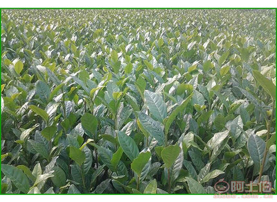 【成都福鼎大白茶苗純正品種#福鼎大白茶苗苗圃】福鼎大白茶苗,價格,廠家,供應商,其他農(nóng)業(yè),雅安市名山區(qū)惠農(nóng)苗木種植農(nóng)民專業(yè)合作社 - 產(chǎn)品庫