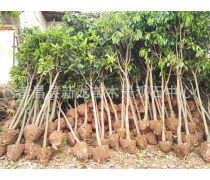 【孝感種子苗木產品庫】_價格/圖片/廠家_孝感種子苗木第5頁 - 湖北產品庫