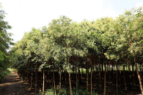 大葉女貞苗木的栽培技術管理