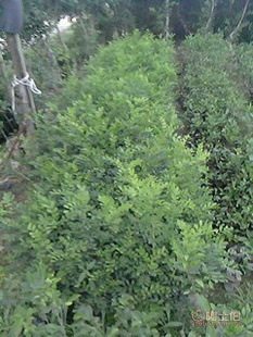 廠家直供七里香苗木盆栽花卉：九里香木香花苗，優質園林綠化工程苗木