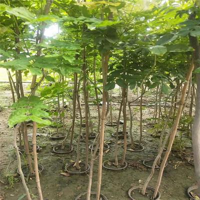 紫藤產業：廠家直銷、生產基地與園林綠化的完美結合