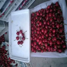 克拉瑪依市矮化櫻桃苗低價熱銷，品質保障助力林業種植