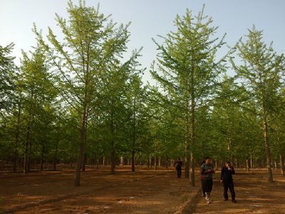 山東銀杏苗木培育基地 專業花卉種植與綠色生態建設