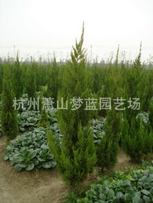 打造全國最低價(jià)量最大綠化工程苗圃——一站式苗木花卉配送種植服務(wù)